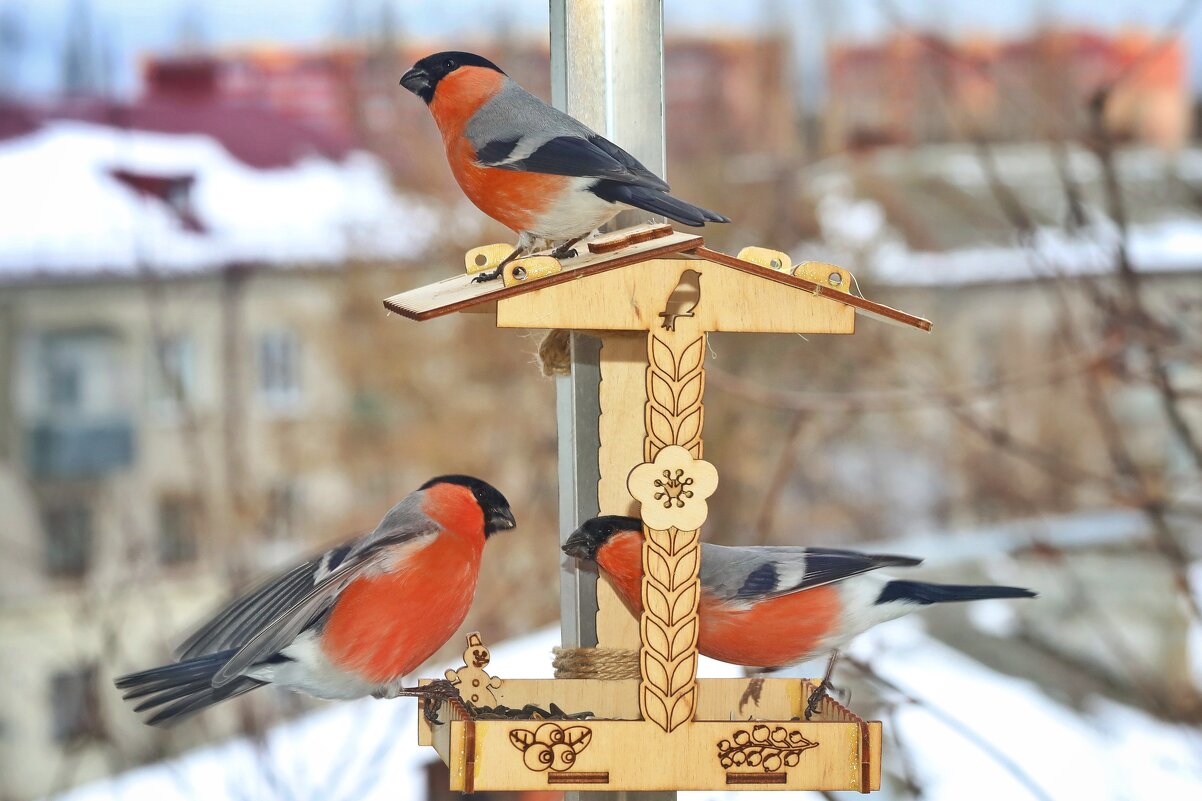 И без тебя тесно. - Татьяна Бравая