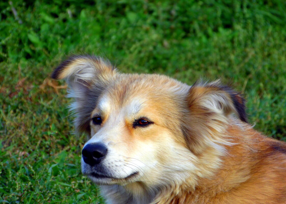 Замечталась. - nadyasilyuk Вознюк