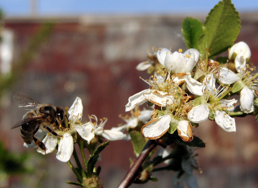 Весенние хлопоты. - nadyasilyuk Вознюк