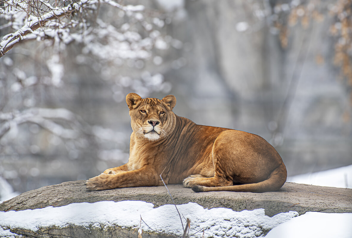Львица Найтирия. - Михаил Измайлов