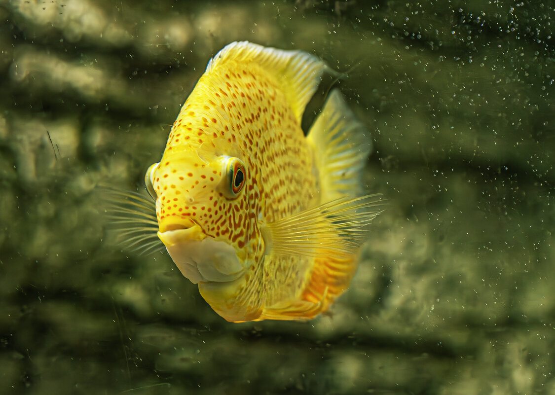 Аквариумные рыбки - Михаил Измайлов