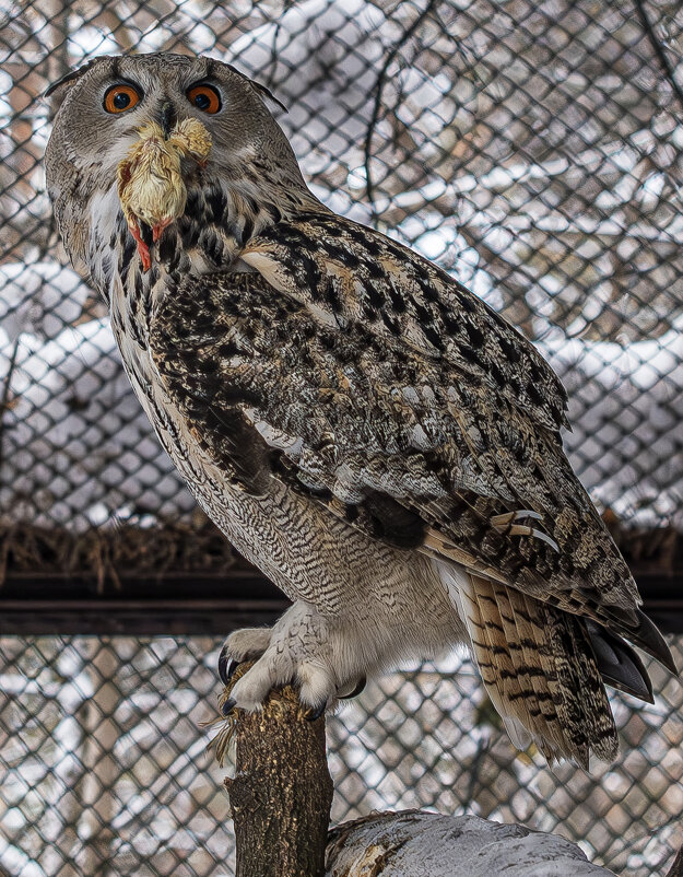 Новосибирский зоопарк имени Р.А. Шило - Михаил Измайлов