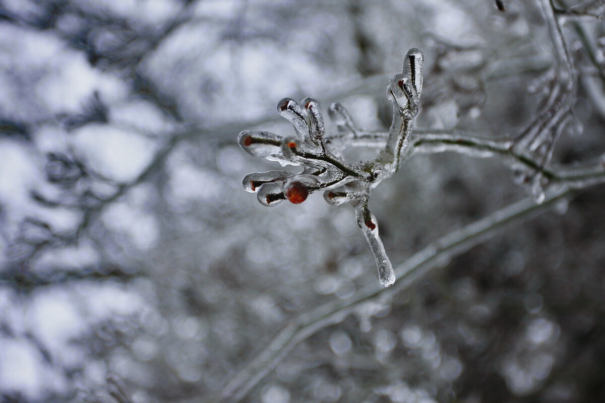 Веточка во льду - Ирэн 