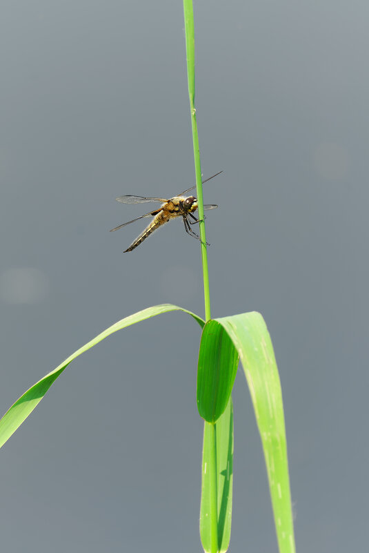 Пропетое лето - Вячеслав Алтай