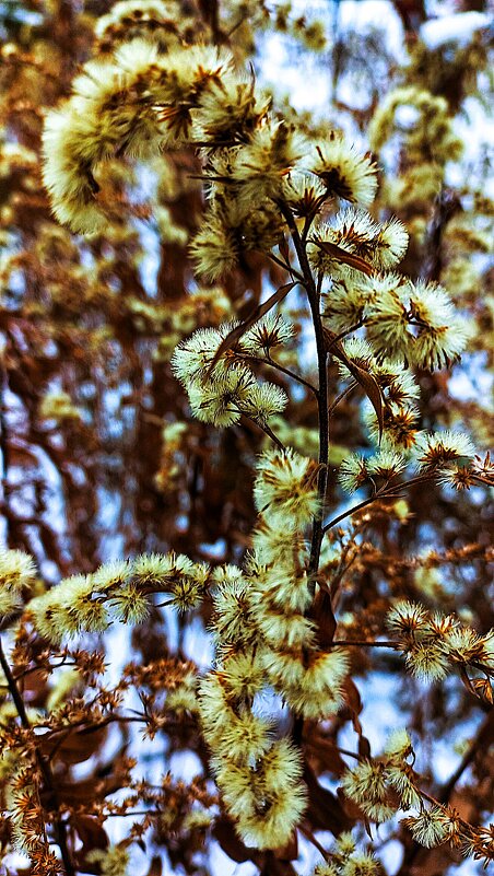 Зимний сон - Hope 