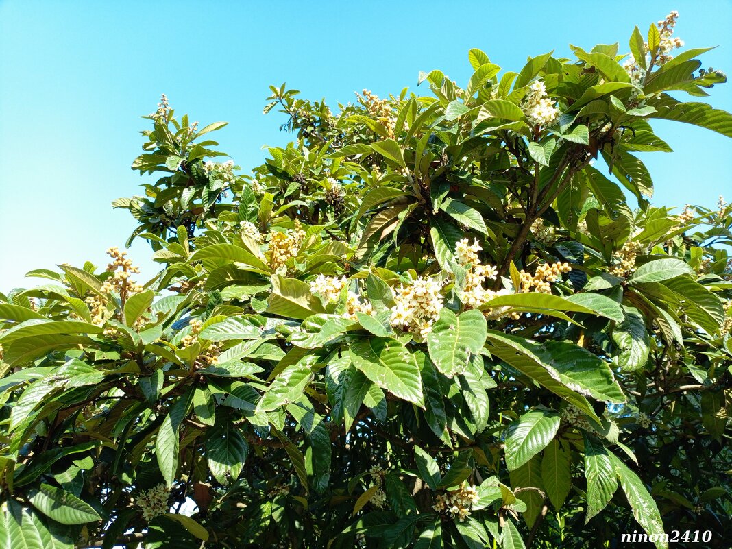 Адлер... ноябрь... - Нина Бутко Адлер... ноябрь... - Нина Бутко