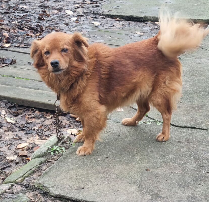 Взгляд с укоризной... - Наталья 