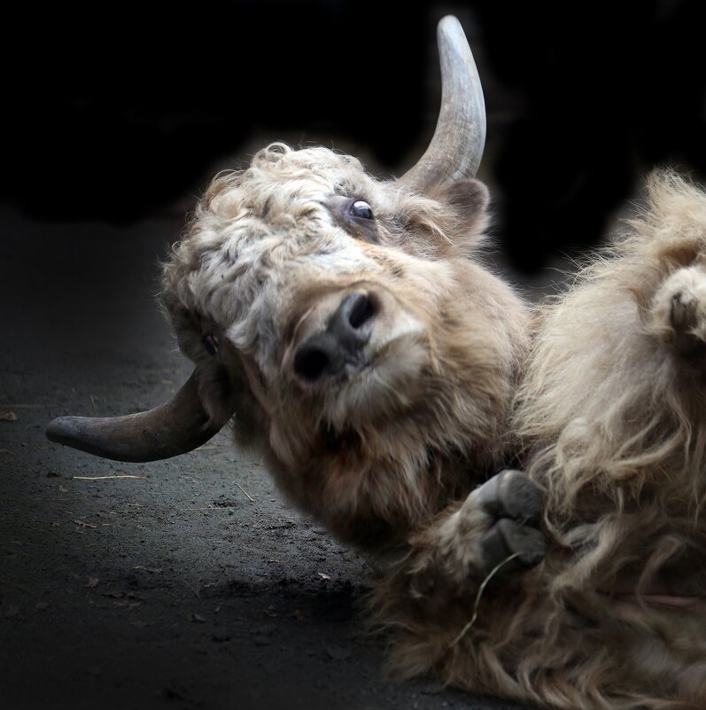 як - Михаил Бибичков