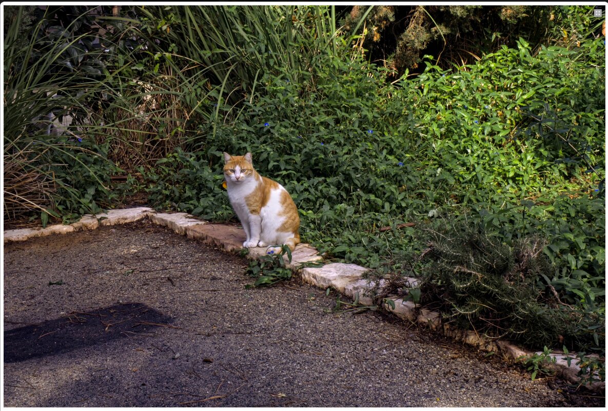 Рыжик - ujgcvbif 