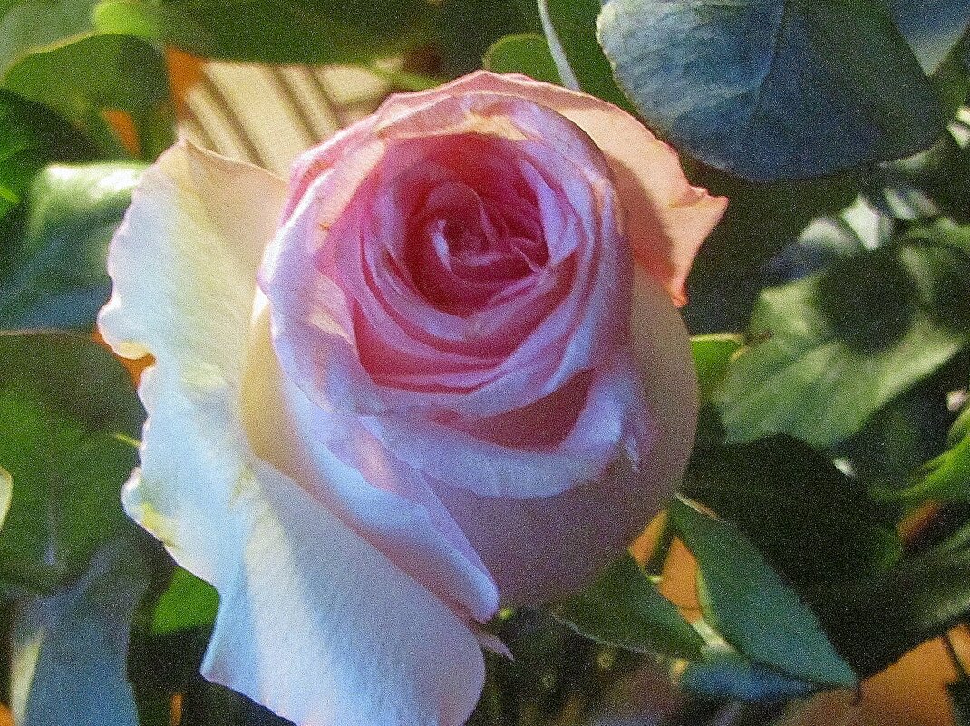 ..увядающая роза... - galalog galalog