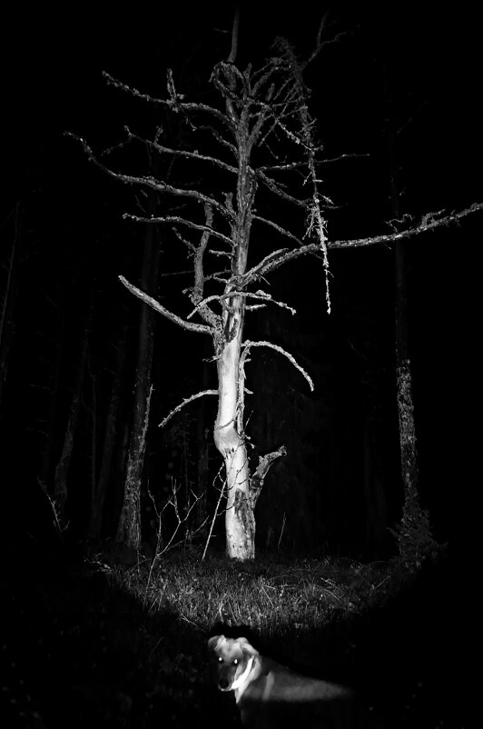 «И лес заколдованный этот…» - Юрий 