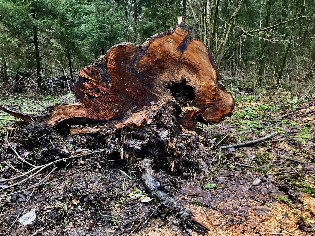 Колоритный спил. - Любовь 