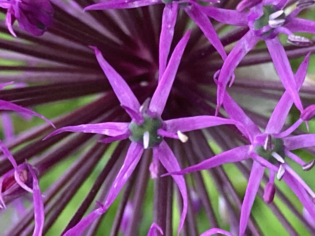 Лук - Ольга Савельева 