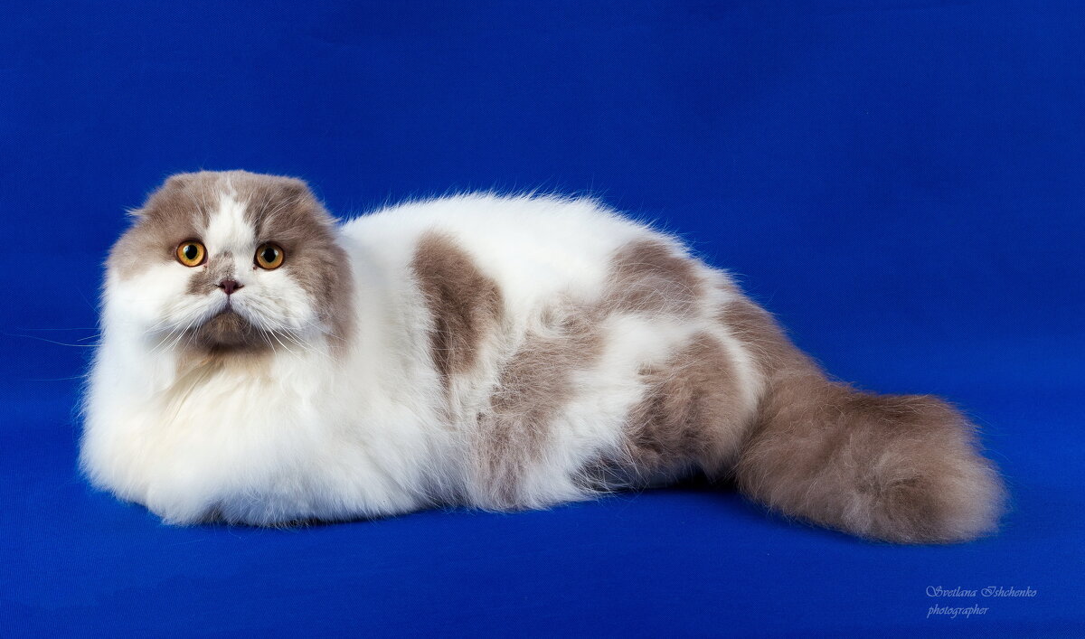 Шотландская вислоухая (хайленд-фолд) - Светлана Ищенко