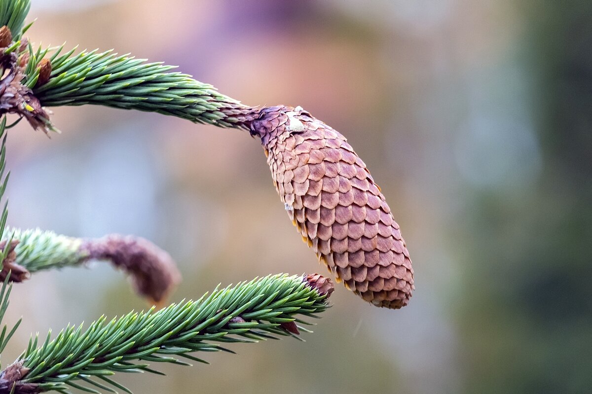 Шишка - Валерий Иванович