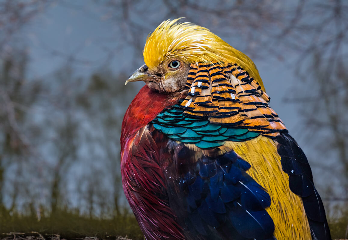 Фазан золотой - SanSan 