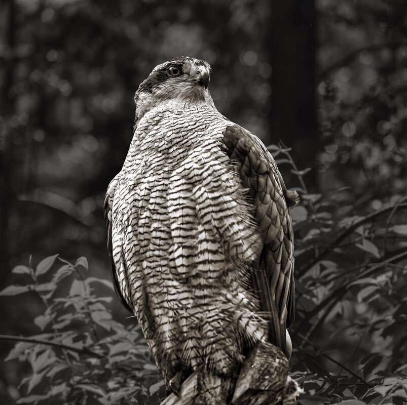 Ястреб - SanSan 