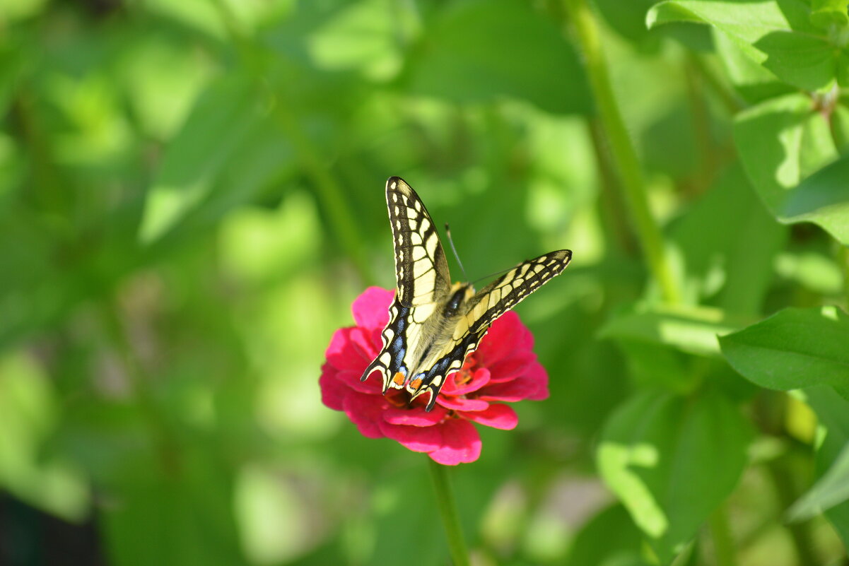 Воспоминания о лете - Татьяна Лютаева