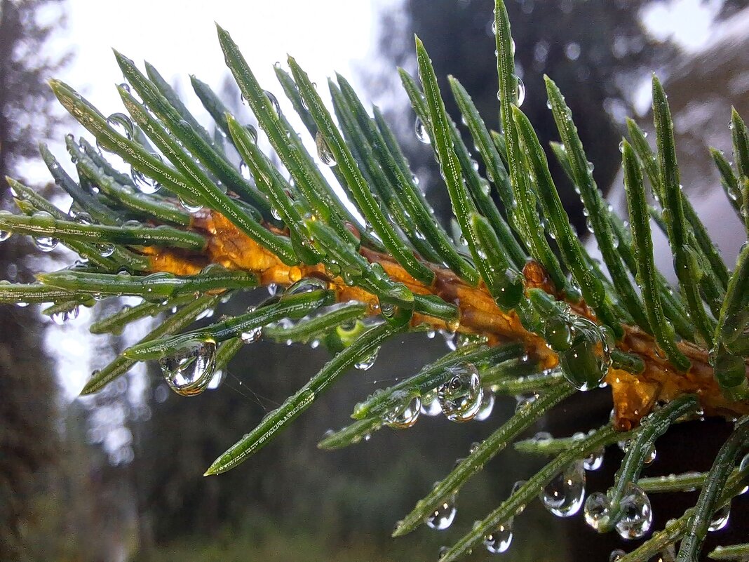 *** - Андрей Л. В.