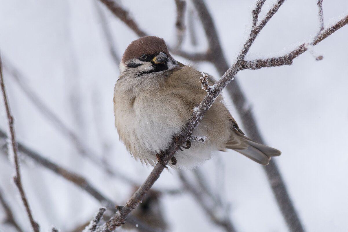 *** - Виктор Иванович Чернюк