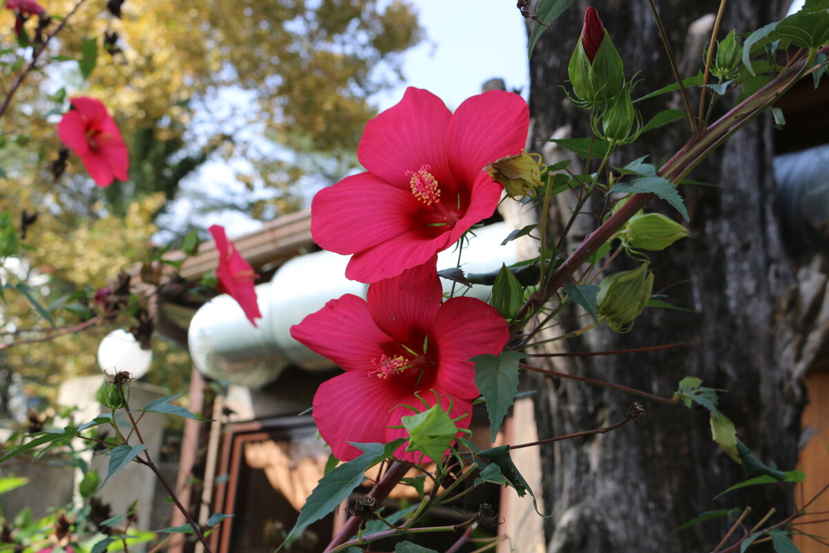 Суданская роза - Ольга 
