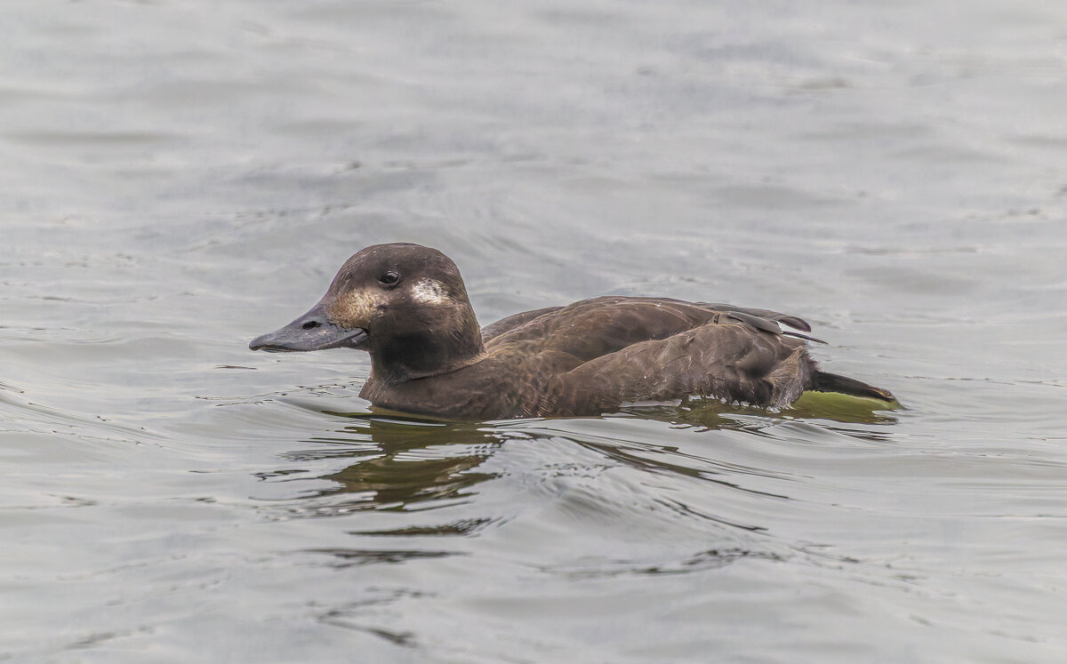 турпан. - юрий макаров