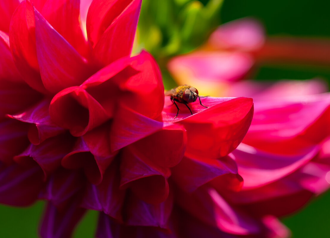 Журчалка - Олег Загорулько