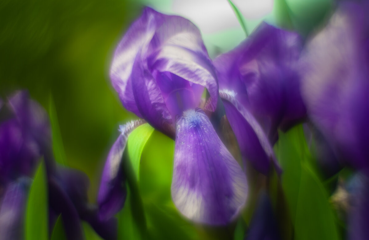 Ирис - Олег Загорулько