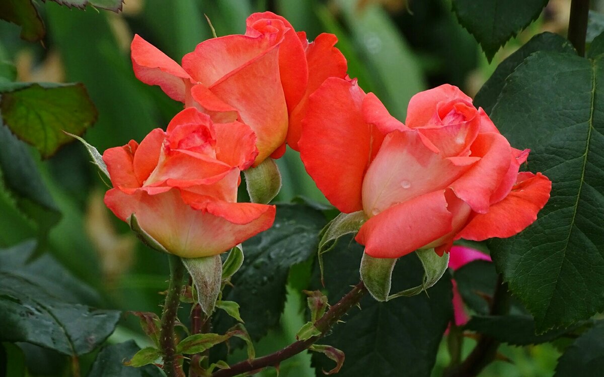 Зимой о цветах. - Милешкин Владимир Алексеевич 