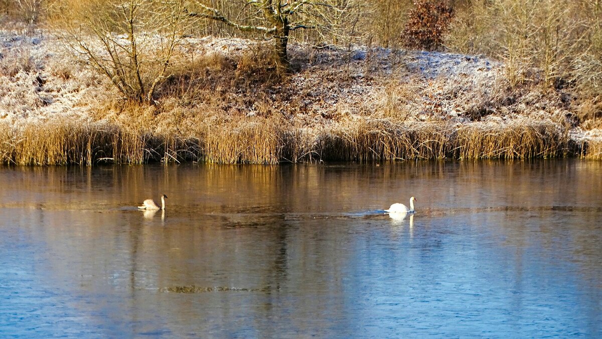 Лебеди на озере. - Милешкин Владимир Алексеевич 