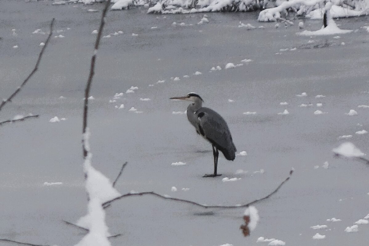 По первому ледку - Рита Симонова