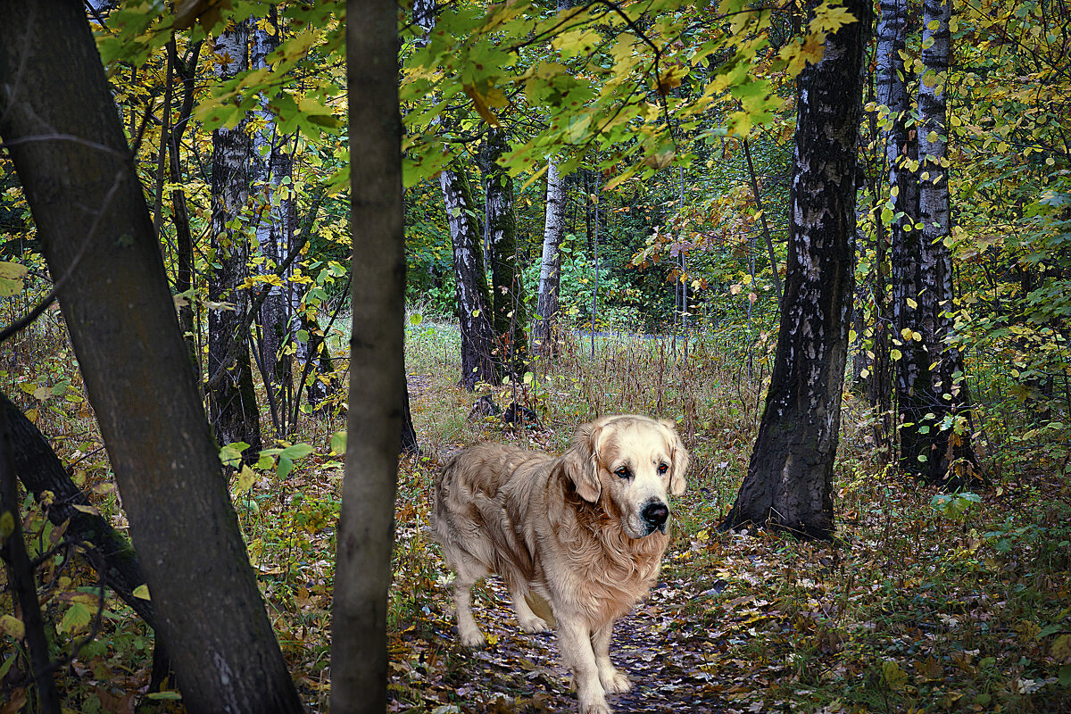 ПРОГУЛКА - Владимир Кроливец