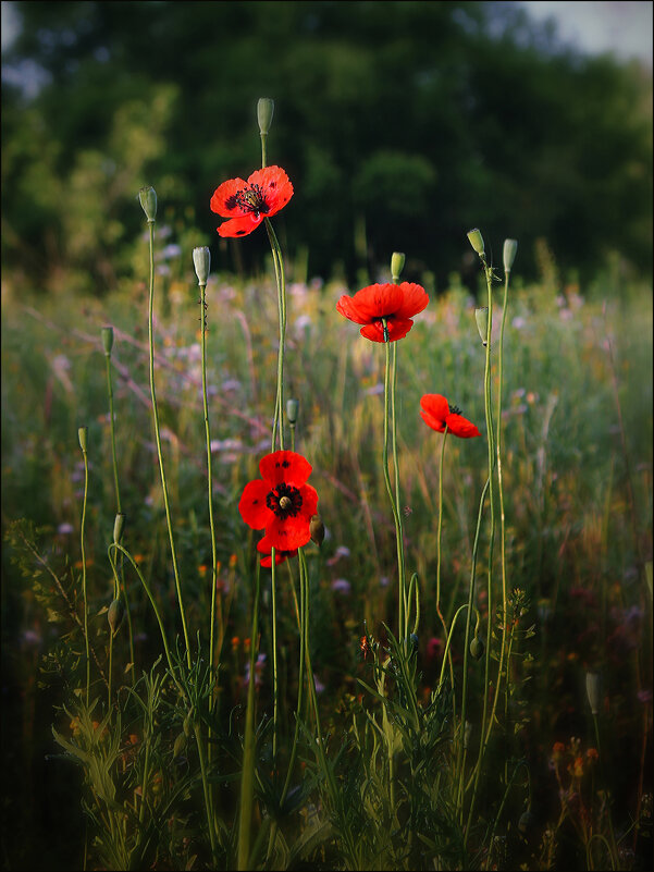 Маки. - Александр 