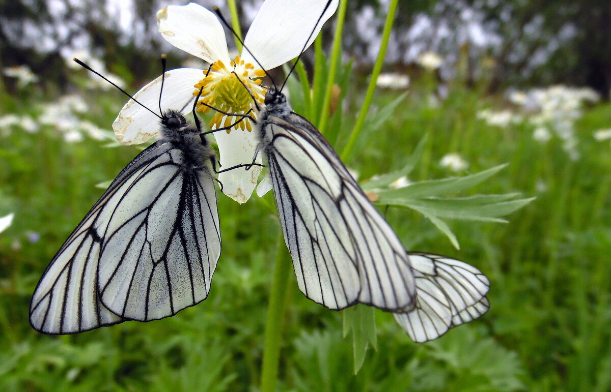 Драка за цветок. - nadyasilyuk Вознюк