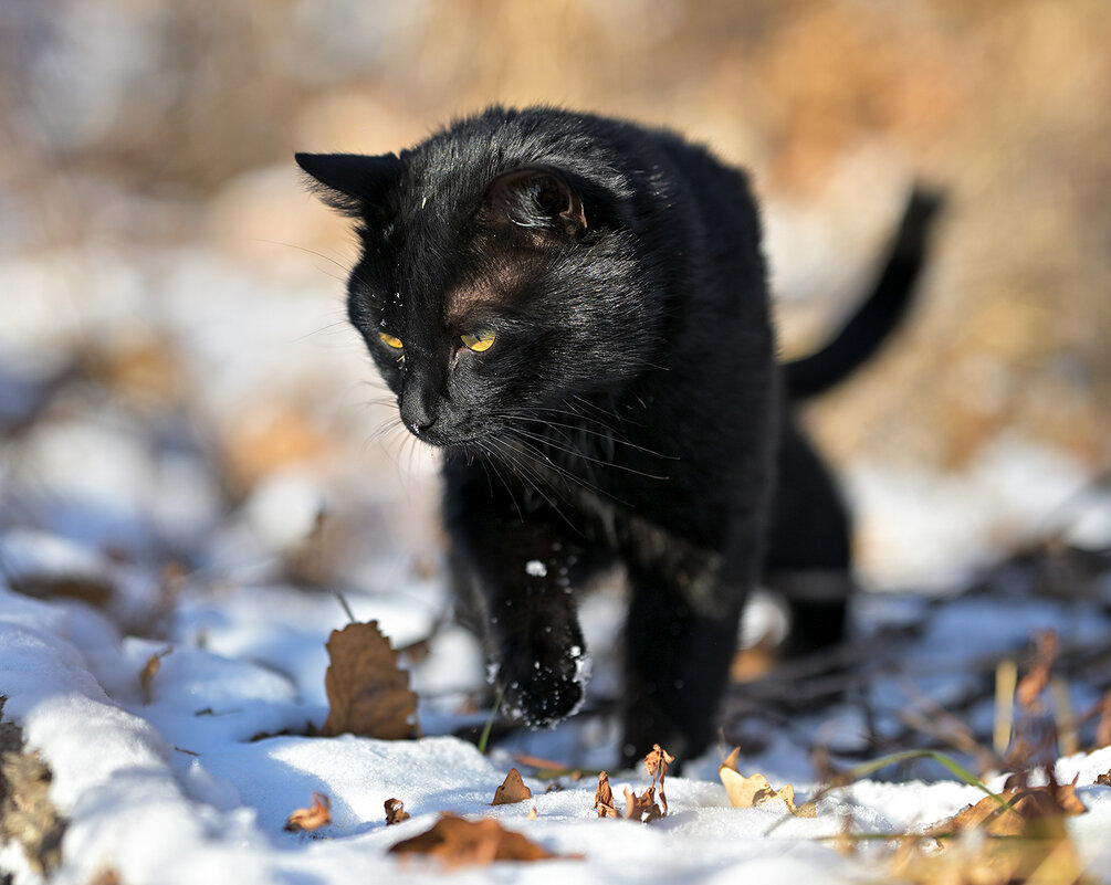 Уголёк ... - Евгений Хвальчев