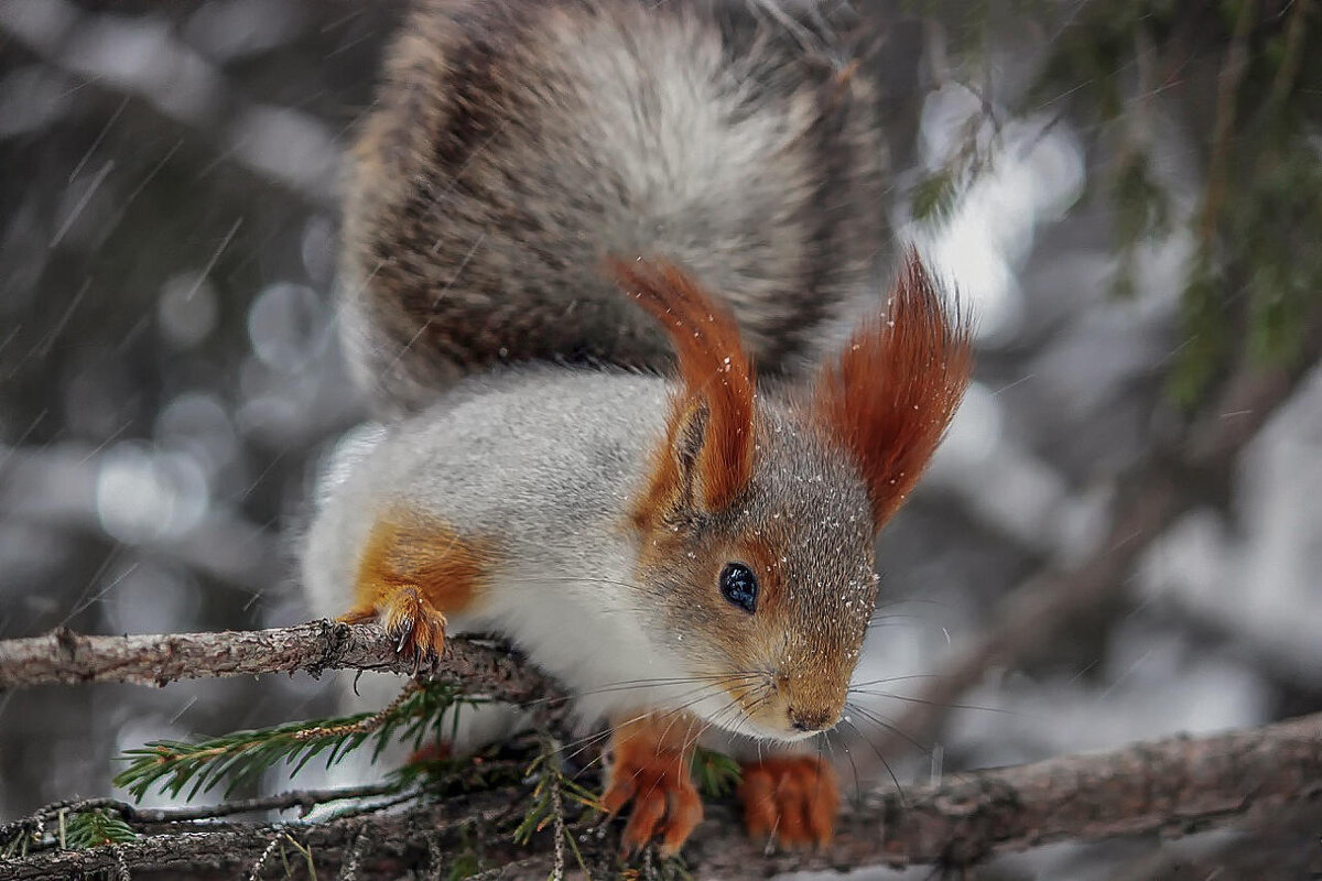 В непогоду - елена беликова