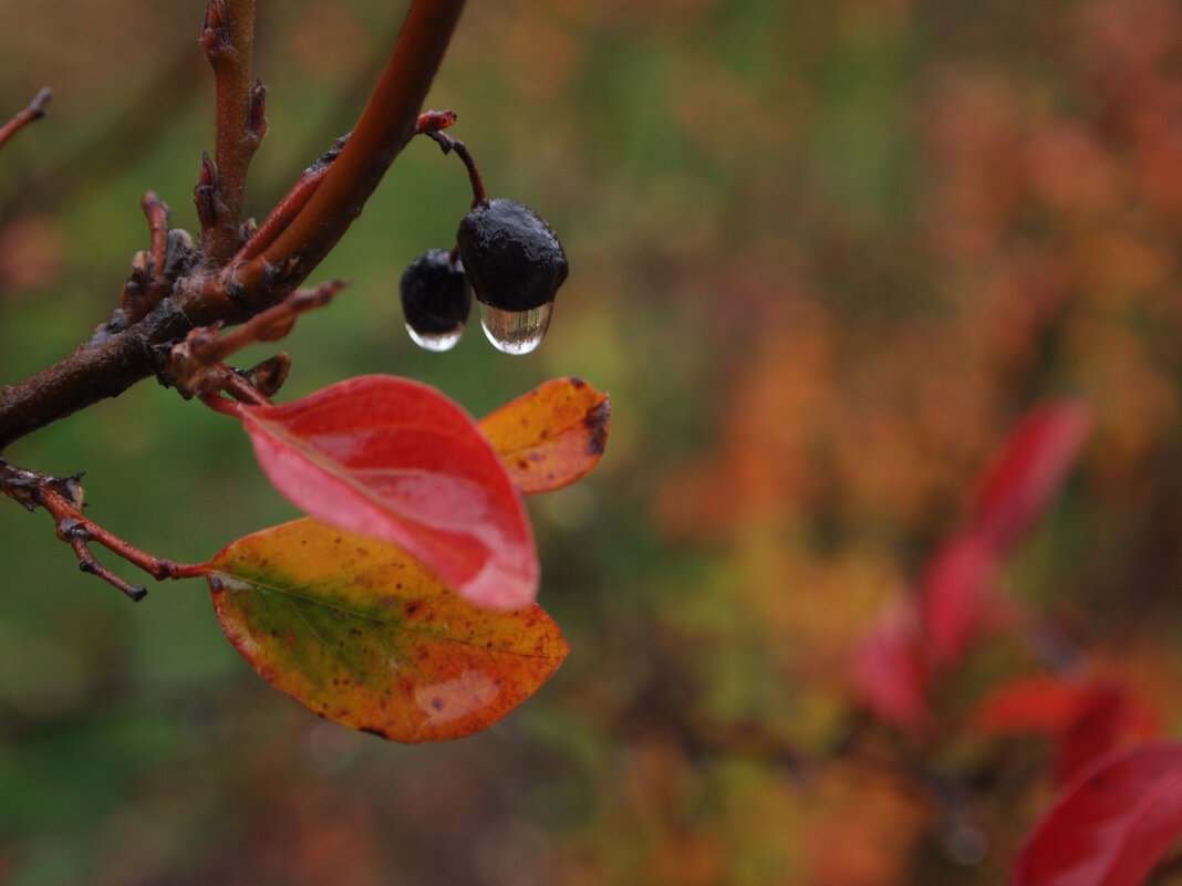 ...осенних дней примета... - Всеволод 