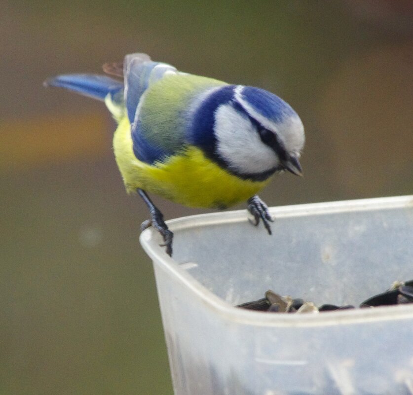Лазоревка № 1.. - Юрий Куликов