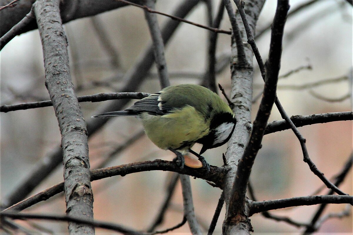 Декабрь - Венера Чуйкова