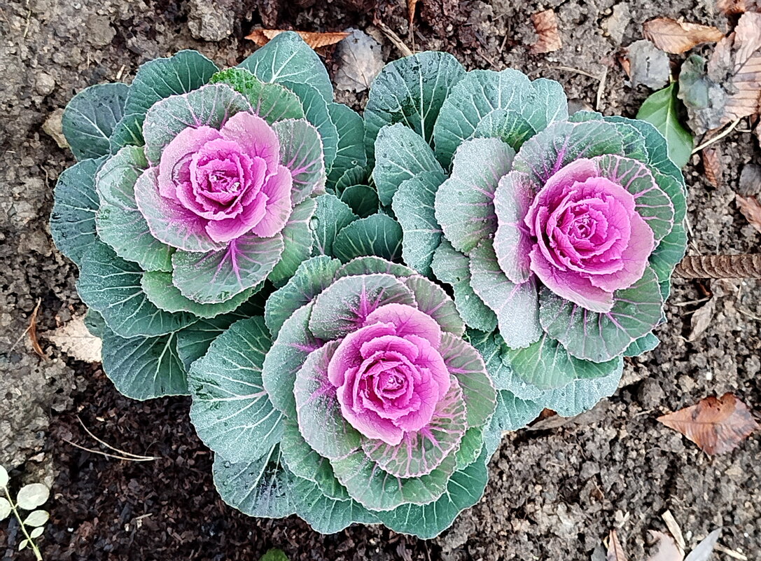 В декабре не пусто, выросла капуста. - Александр Чеботарь