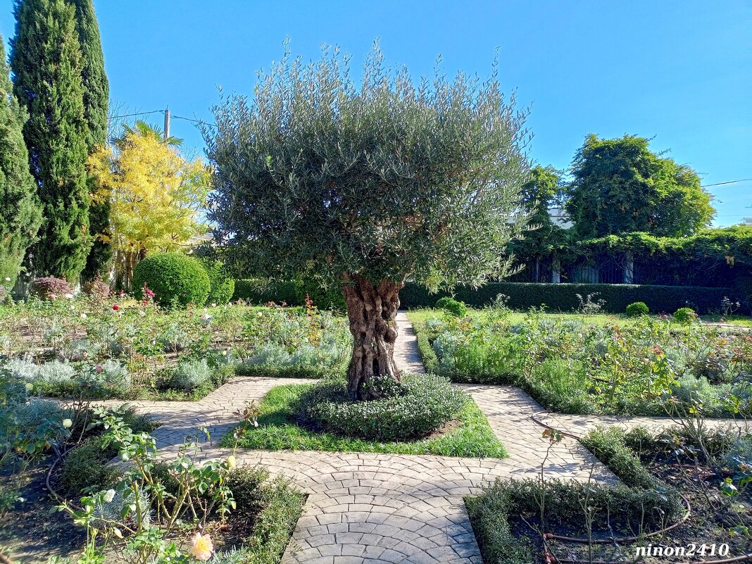 Адлер. Дендропарк "Южные культуры" - Нина Бутко