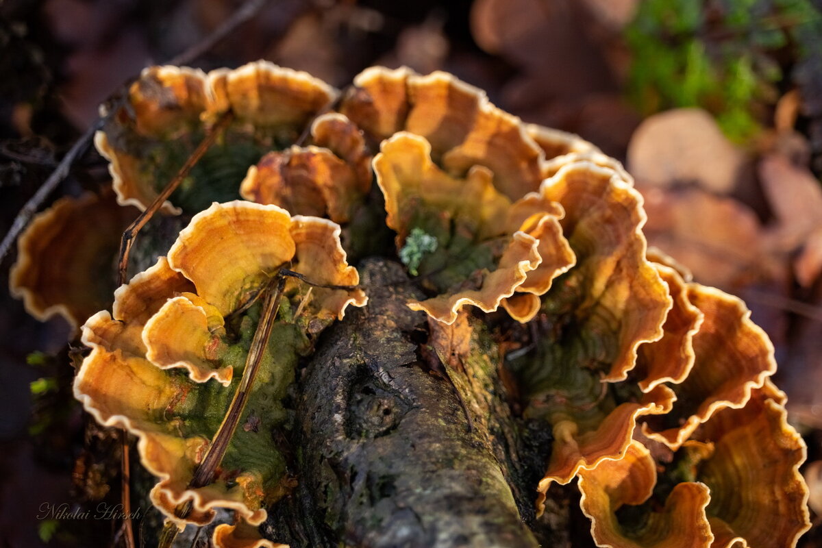 Лесной букет... - Николай Гирш Лесной букет... - Николай Гирш
