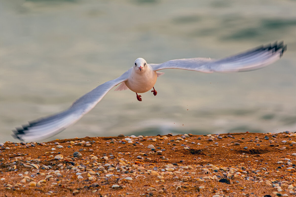 **** - Виталий Емельянов
