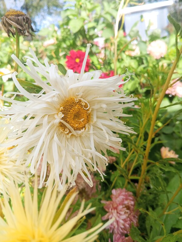 Астра - Сапсан 