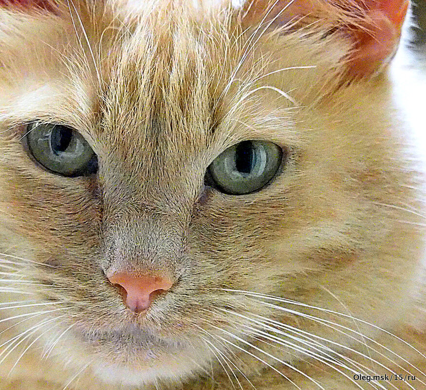 маленькие радости - Олег Лукьянов