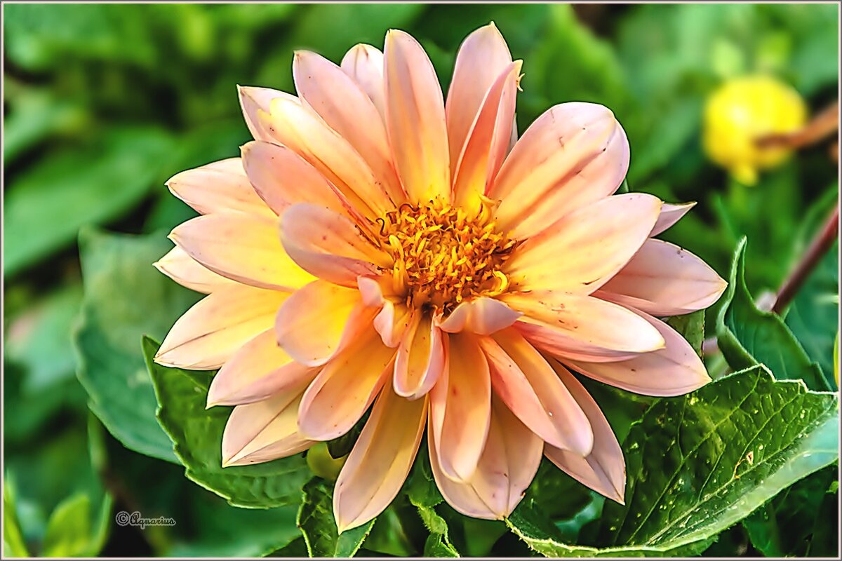 Про сентябрьские цветы... - Aquarius - Сергей