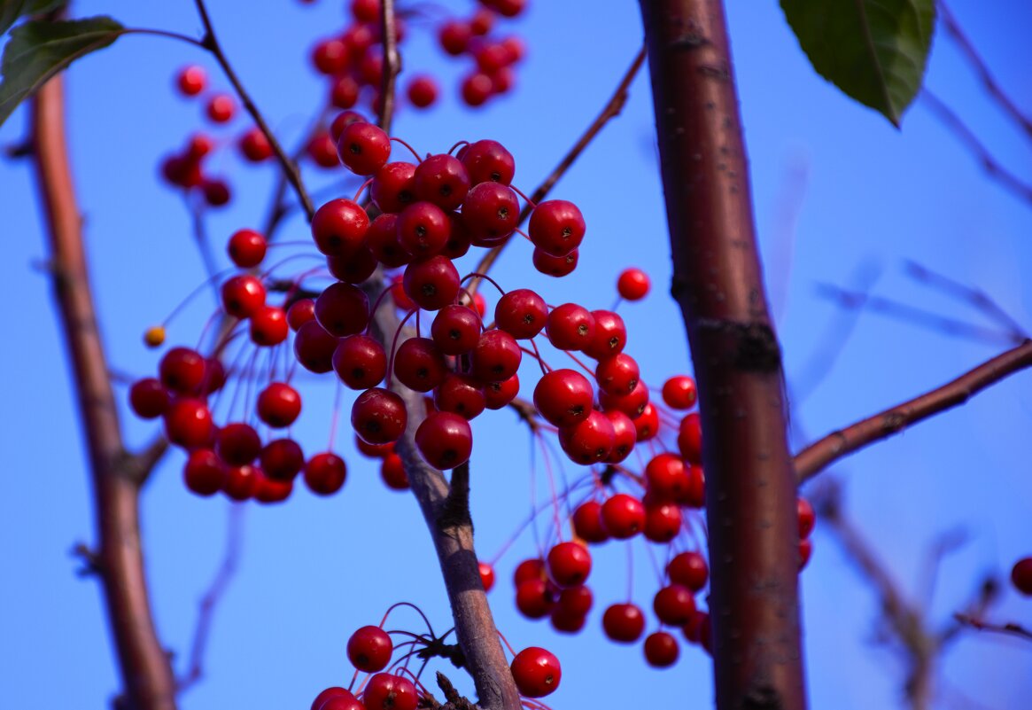 Ранетки. - Юрий Полторыхин. Ранетки. - Юрий Полторыхин.