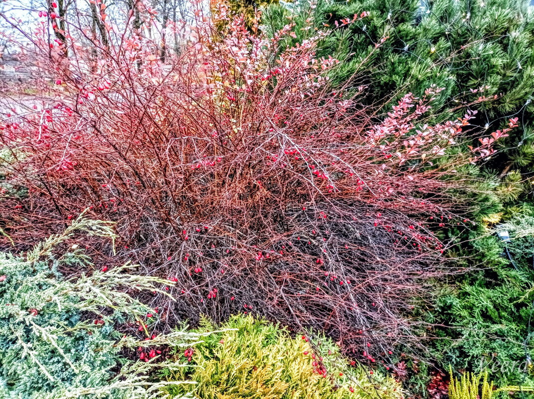 Барбарис - Veera V Барбарис - Veera V