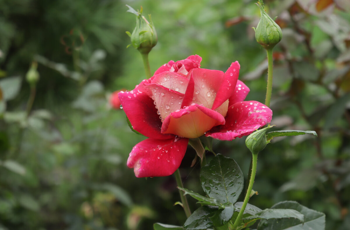 Всем!  Хороших выходных! - елена беликова