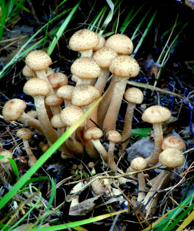 Опятки. - nadyasilyuk Вознюк